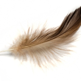 Close-up shot of a feather