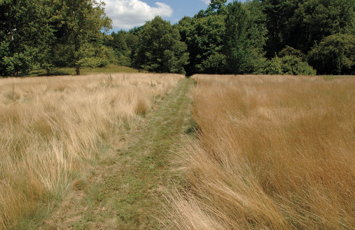 A photo of a path through an empty meadow on the Wellesley campus.