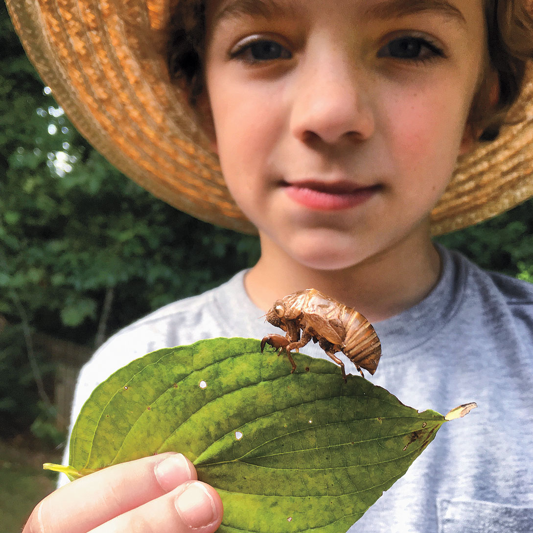 A photo shows one of the author's sons holding a leaf with a large cicada on it.