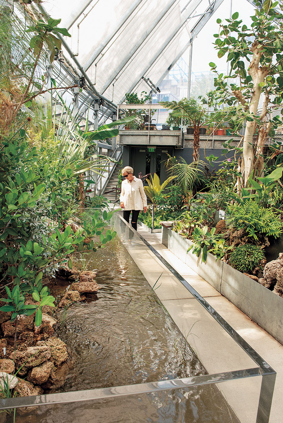 A photo shows a staff member inspecting the mangrove tank in the new conservatory.