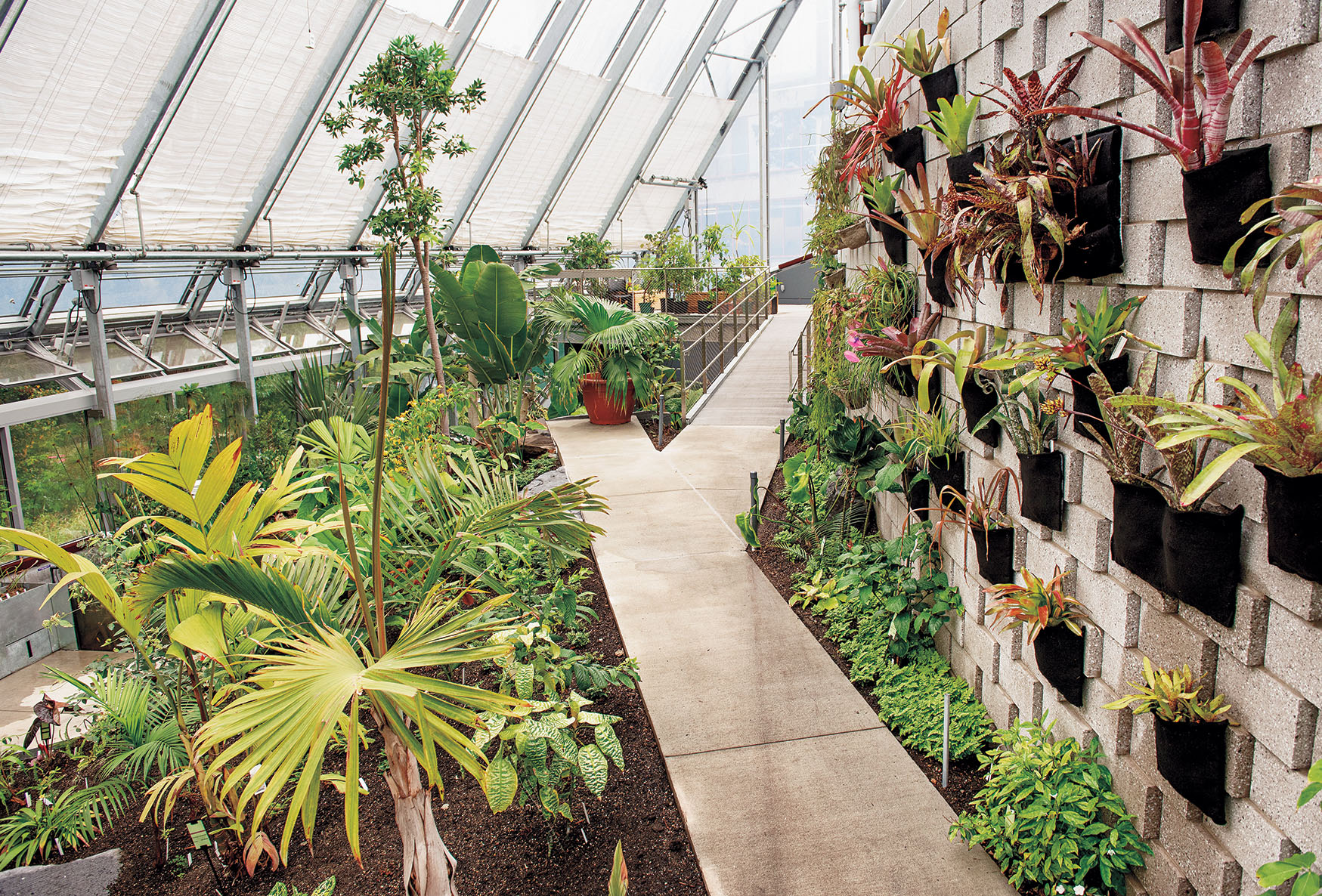 A photo of the dry biome in the conservatory shows cacti, a walkway, and a wall display of orchids and epiphytes. 