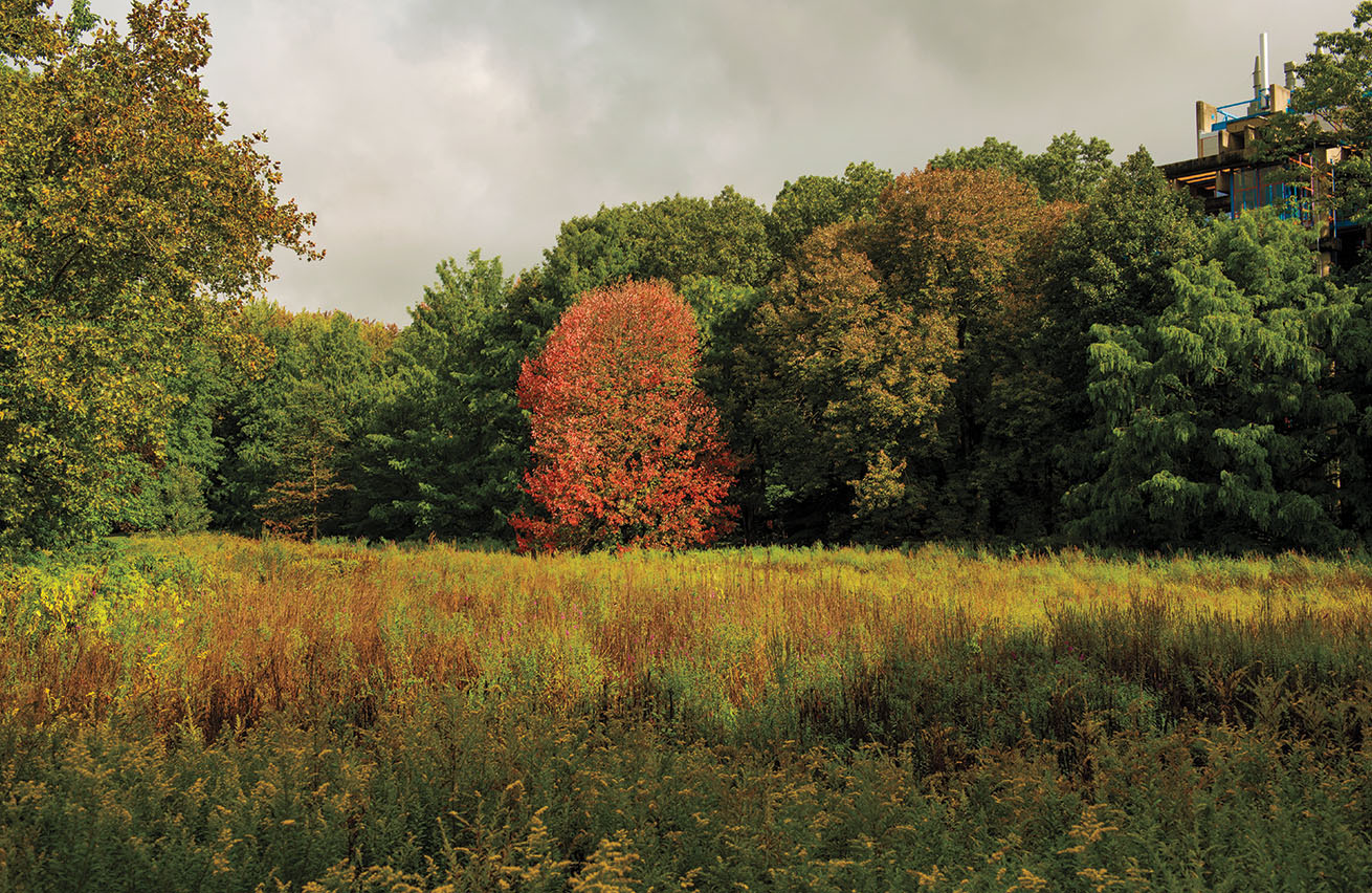 A photo shows a bright red maple tree along the edge of a meadow near the Science Center,