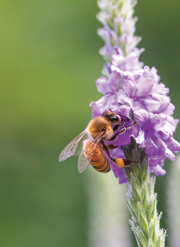 A bee visits a purple flower.