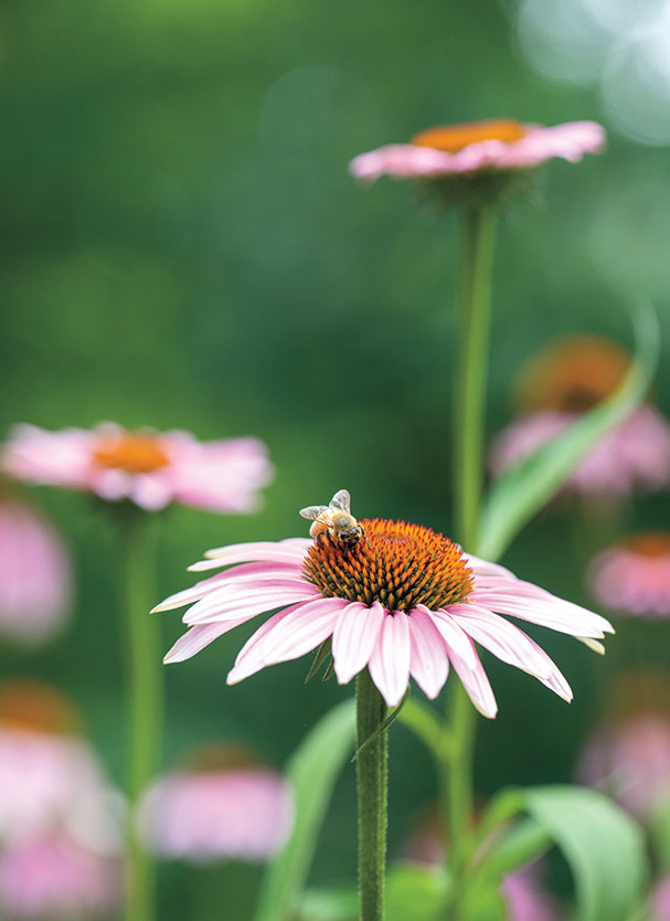 A bee sits on an ecinacha flower.