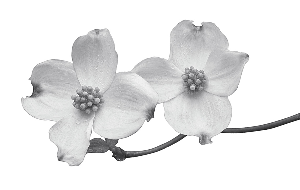 Photo of dogwood petals