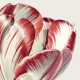 A close-up painting of a tulip by botanical artist Rory McEwen