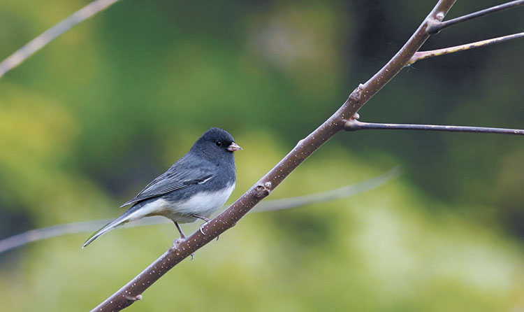 A photo of a dark-eyed junco