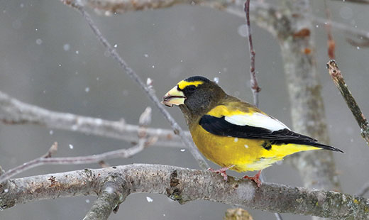 A photo of an evening grosbeak