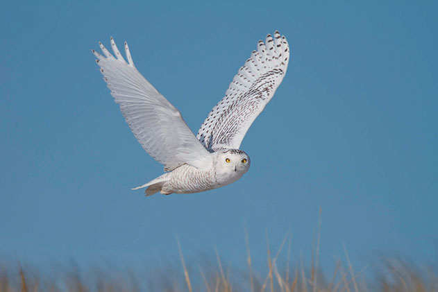 A photo of a snowy owl in flight