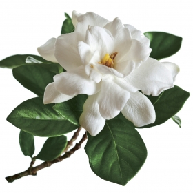 A gardenia blossom