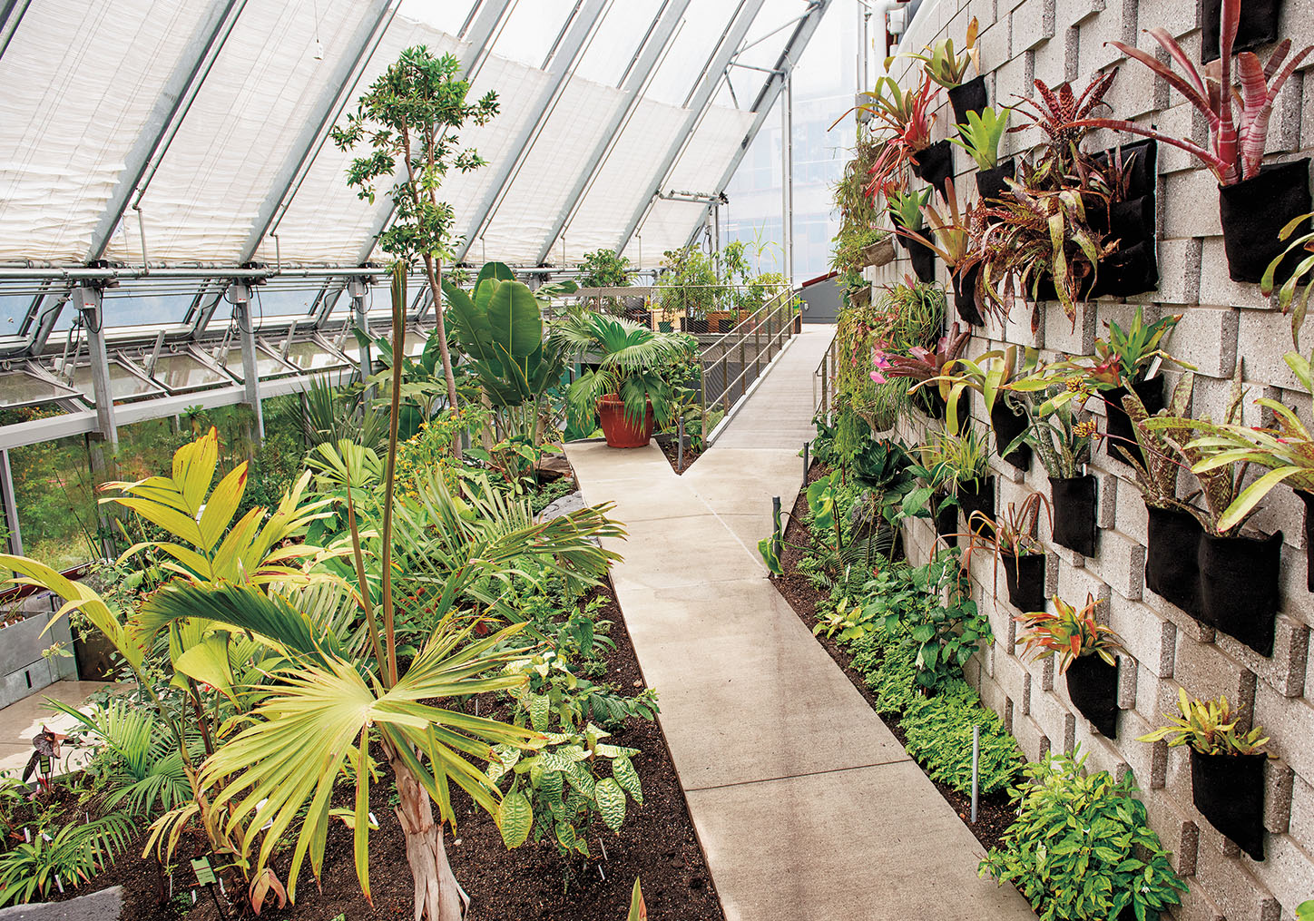The Global Flora Conservatory at the Margaret C. Ferguson Greenhouses, given by Trustee Emerita Mary White ’79, opened in fall 2019.