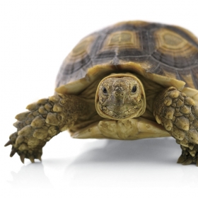 Photograph of a tortoise. 