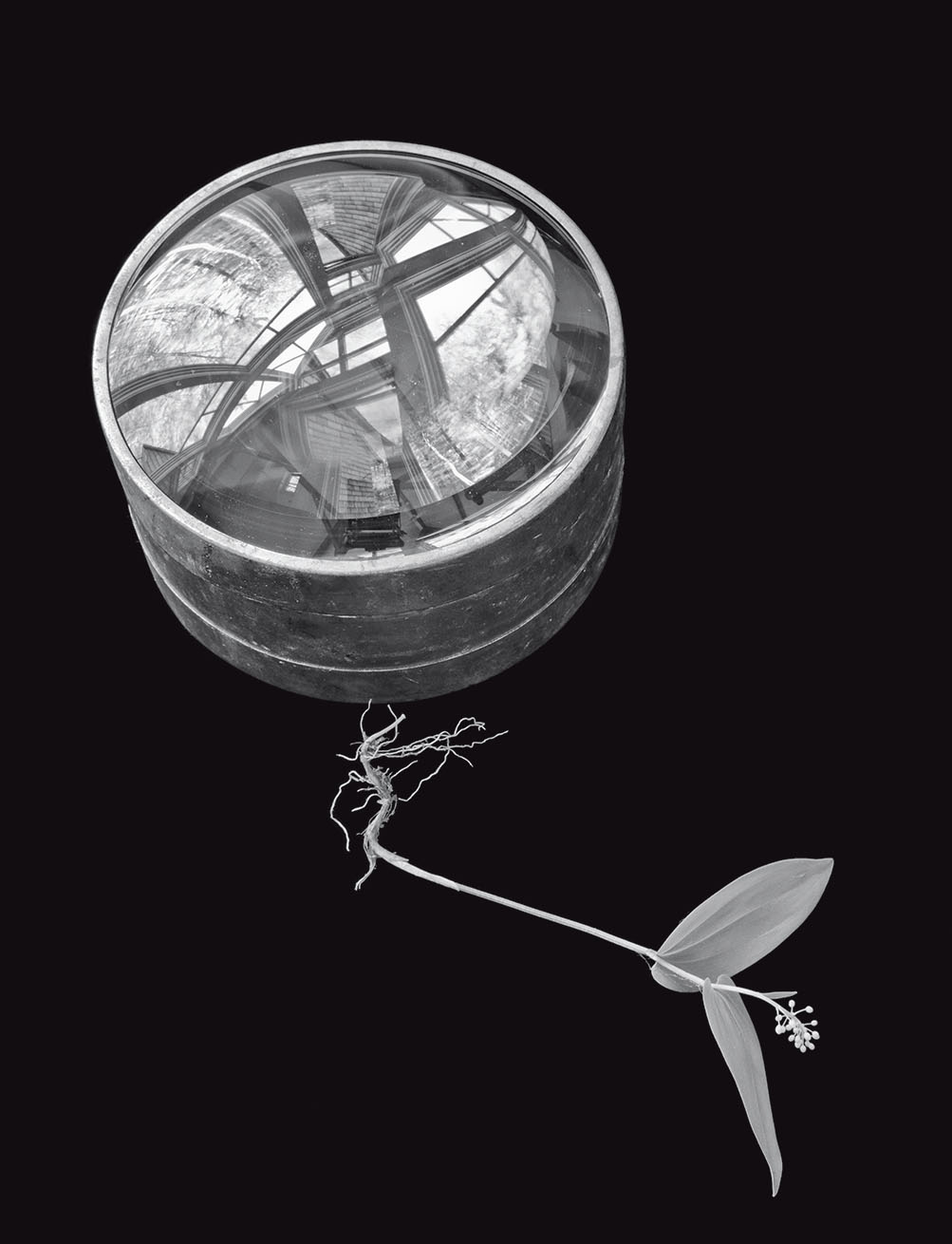 Specimens by Olivia Hood Parker ’63,  featuring a circular metallic container with a glass lid that reflects the room its in, and a plant with its roots still attached, on a black backdrop