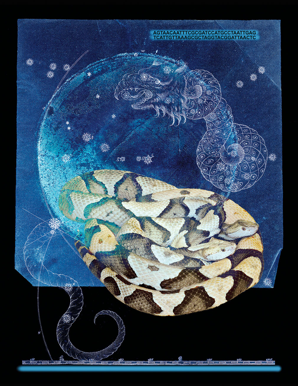 Two Copperheads, by Olivia Hood Parker ’63, a photograph featuring a color image of two entwined copperhead snakes, placed on an etched illustration of a Chinese dragon, with a series of letters representing DNA code