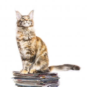 A color photo shows a fluffy cat seated on a pile of magazines and papers.