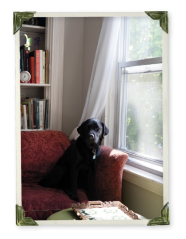 A photo of a black lab sitting on a sofa by a curtained window