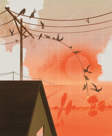 An illustration depicts birds falling from electrical wires against an orange sky.