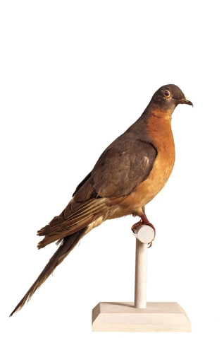 Wellesley’s taxidermy passenger pigeon will be on display in the Science Complex.