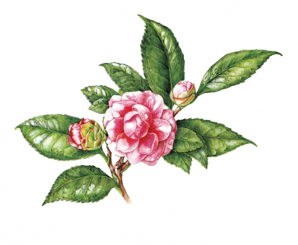 Spring Gathering Botanical Giclee Print Watercolor Botanical Artwork