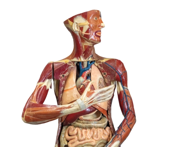 A photo of the almost life-size papier-mâché anatomical model of a woman.