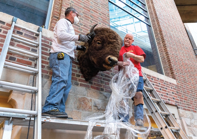 Workers reinstall the stuffed bison head in the new Science Complex.