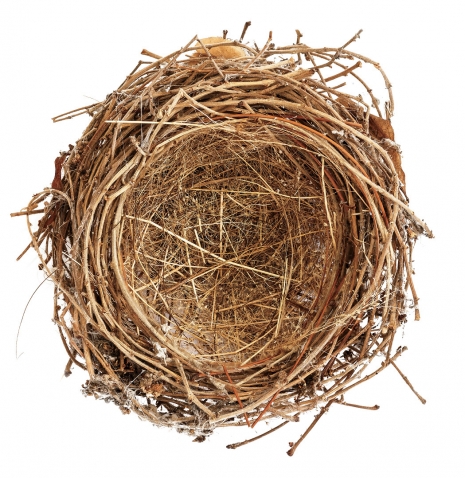 A photo of an empty bird's nest