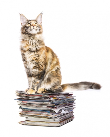 A color photo shows a fluffy cat seated on a pile of magazines and papers.