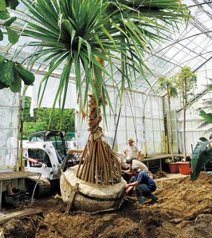 A tree in the greenhouses is lifted out by crane
