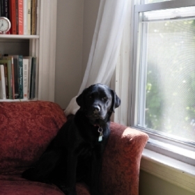 A photo of a black lab sitting on a sofa by a curtained window