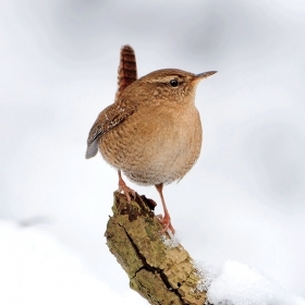 A winter wren perches on a snowy branch.