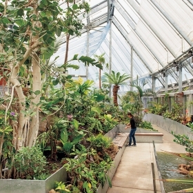 A photo inside the Global Flora conservatory shows a flourishing banyan tree. In the background, a student prepares to hand-water plants.