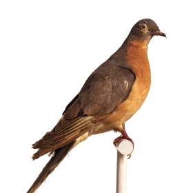 Wellesley’s taxidermy passenger pigeon will be on display in the Science Complex.