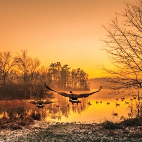 A photo of ducks flying over Lake Waban at sunset.