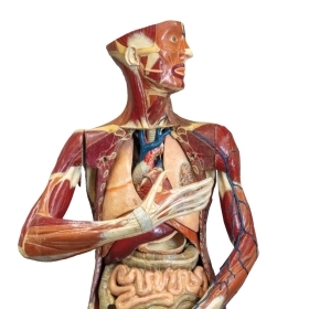 A photo of the almost life-size papier-mâché anatomical model of a woman.