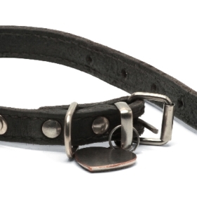 A photo shows an empty dog collar