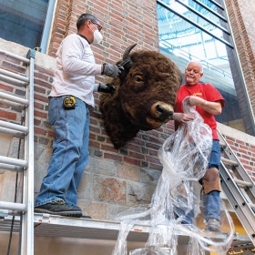 Workers reinstall the stuffed bison head in the new Science Complex.